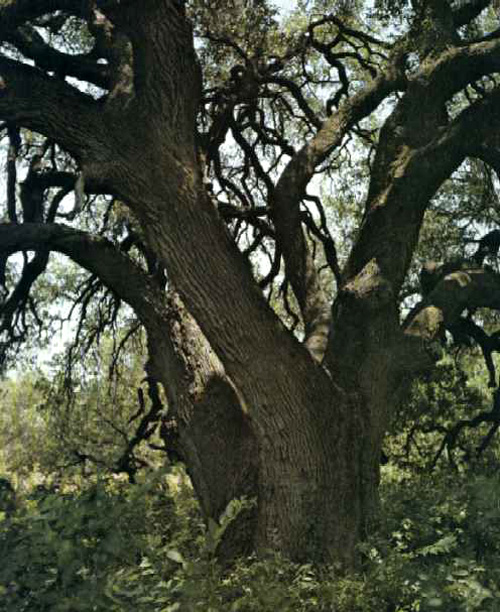 Bosque County Oak